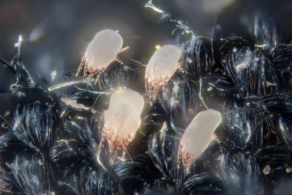 Avoiding ⁤Dust Mite Hot Spots in ⁣the Home