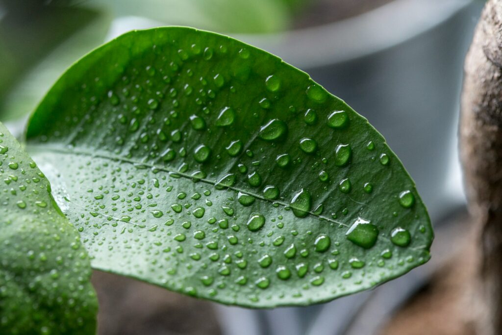 Humidity Control - close view of wet leaf