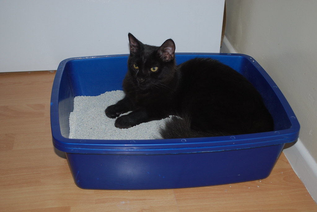 The Litter Box Conundrum: Maintaining Freshness Safely