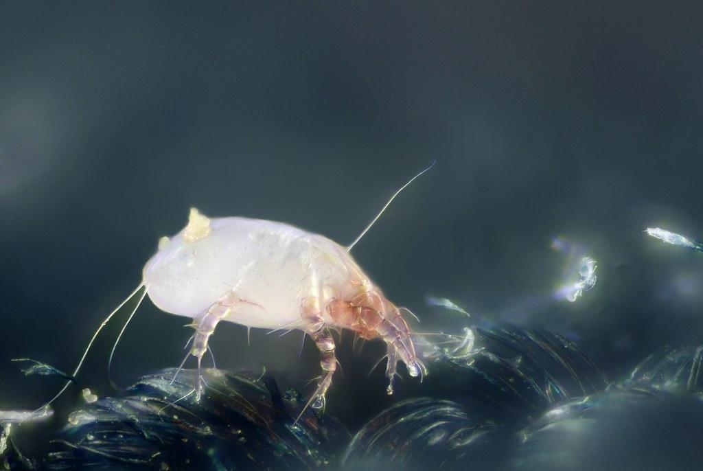 reduce dust mites