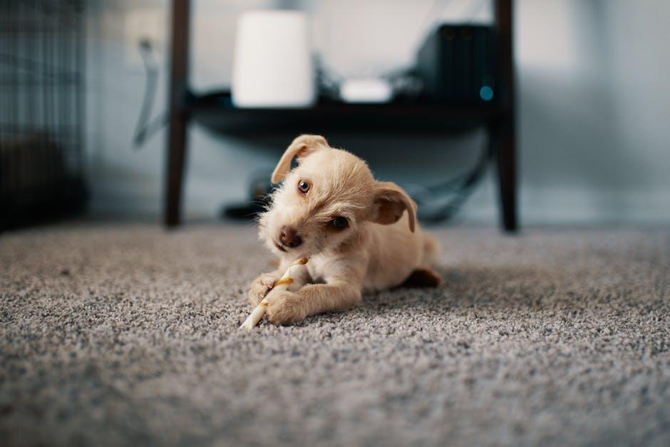 Pet Accidents:‌ Cleaning Carpets ⁣without Harm