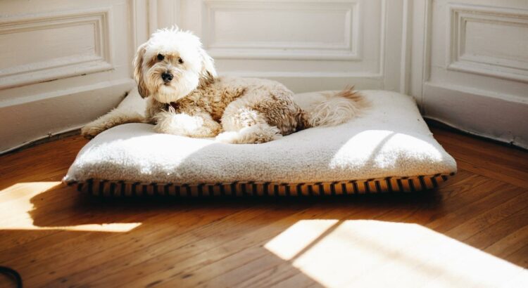 Pet Hair Removal Solutions for Furniture